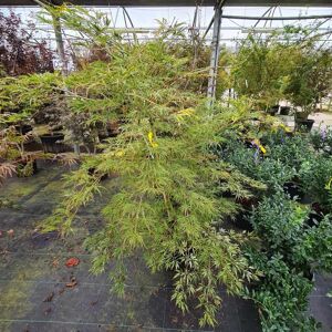 Acer palmatum 'Dissectum' (D) 150-175 cm